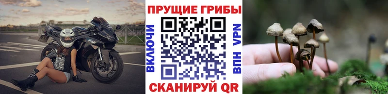 Купить где  Нижняя Салда  Галлюциногенные грибы Psilocybe 